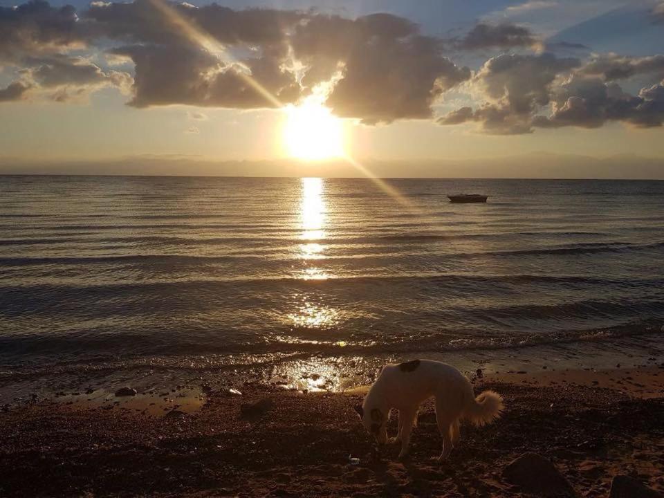 Nuweiba` Sebaii Camp السباعى كامب شاطئ الترابين بجوار ويت بالس旅舍 外观 照片